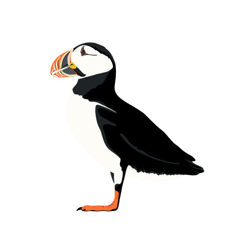 Atlantic Puffin