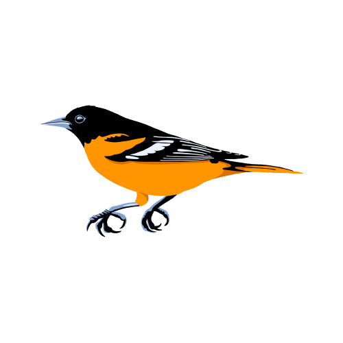 Baltimore Oriole