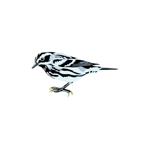 Black-and-white Warbler