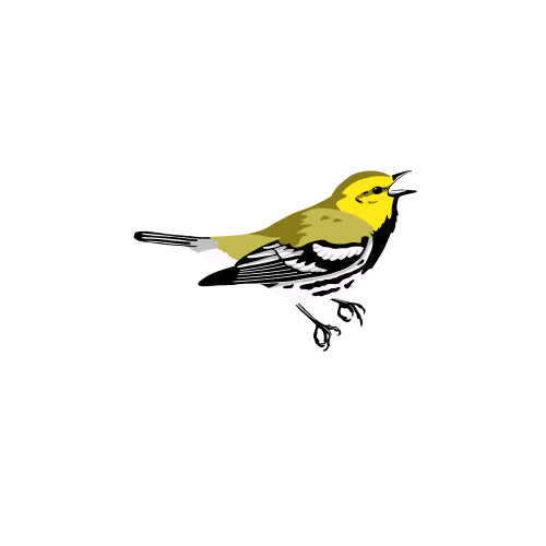 Black-throated Green Warbler