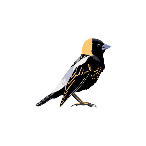 Bobolink
