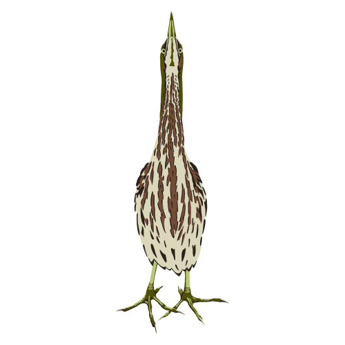 American Bittern