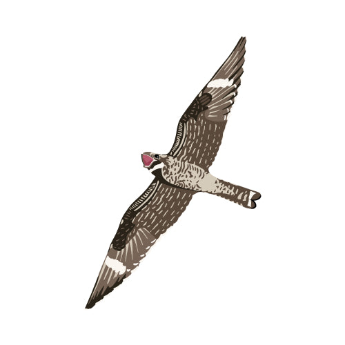 Common Nighthawk