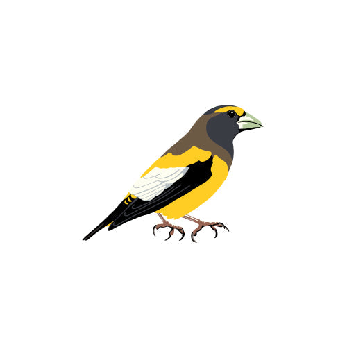 Evening Grosbeak