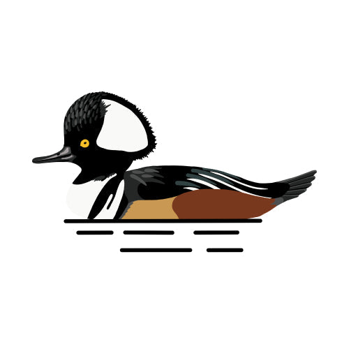 Hooded Merganser