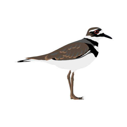 Killdeer