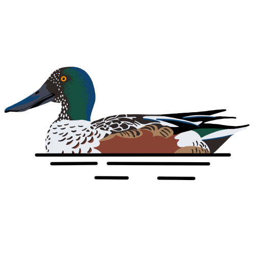Northern Shoveler