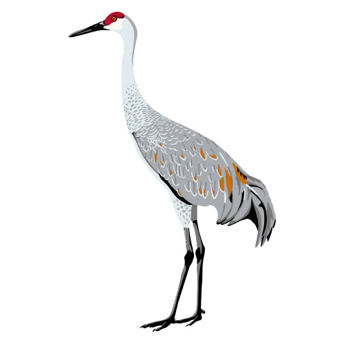 Sandhill Crane