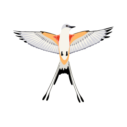 Scissor-tailed Flycatcher