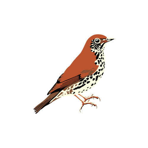 Wood Thrush