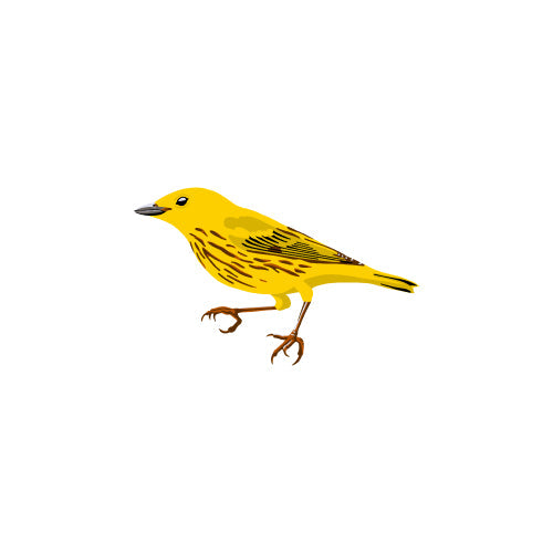 Yellow Warbler