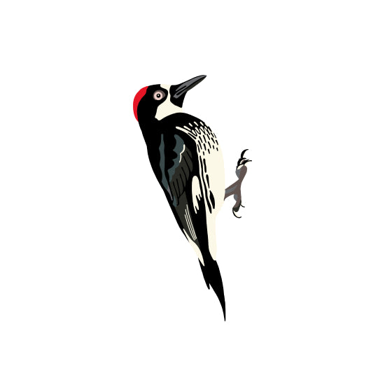 Acorn Woodpecker