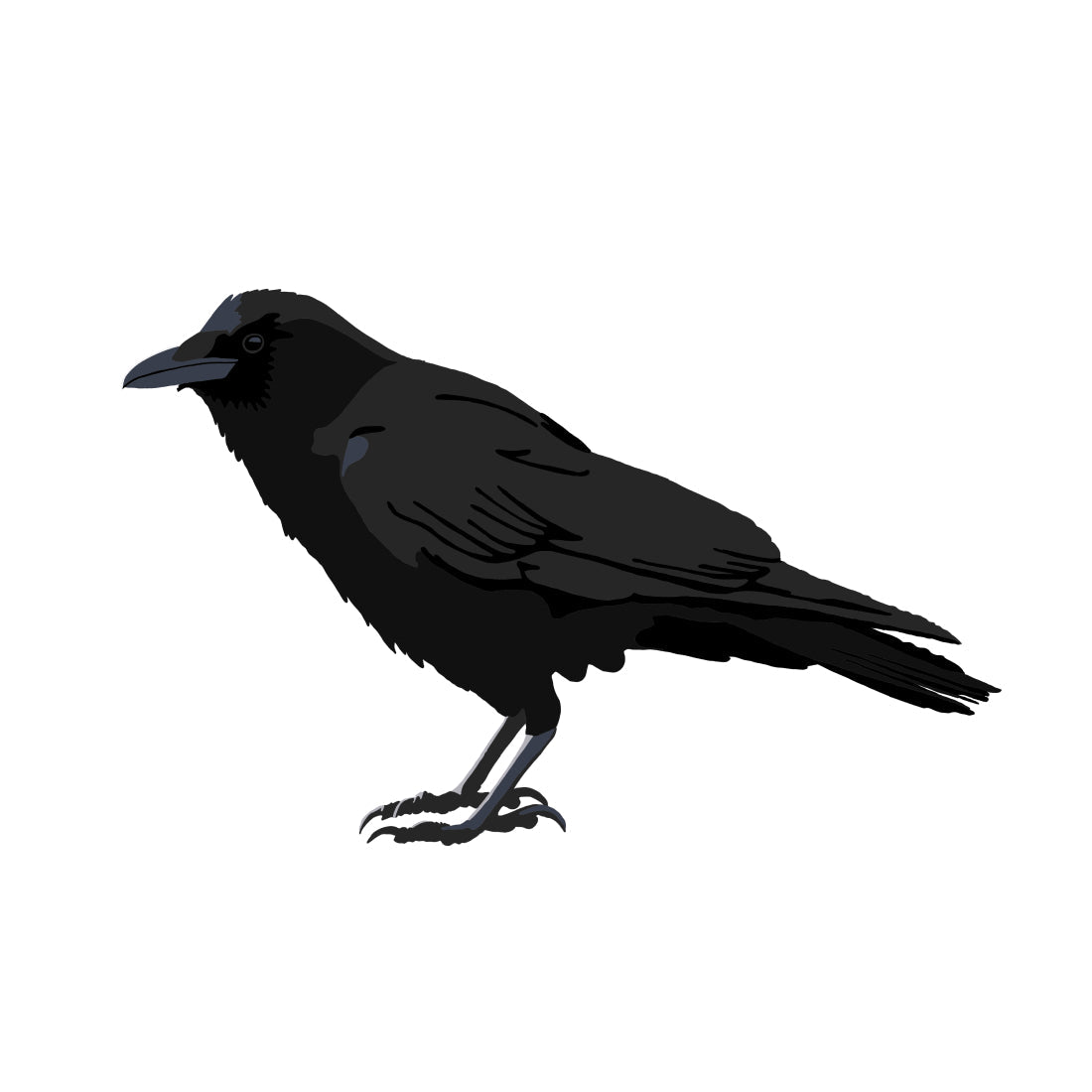 a drawing of an american crow