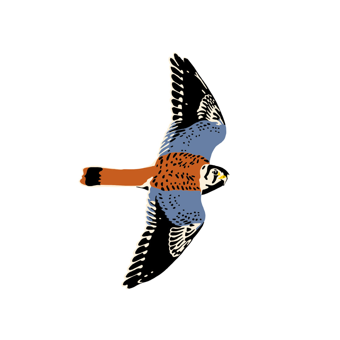 American Kestrel