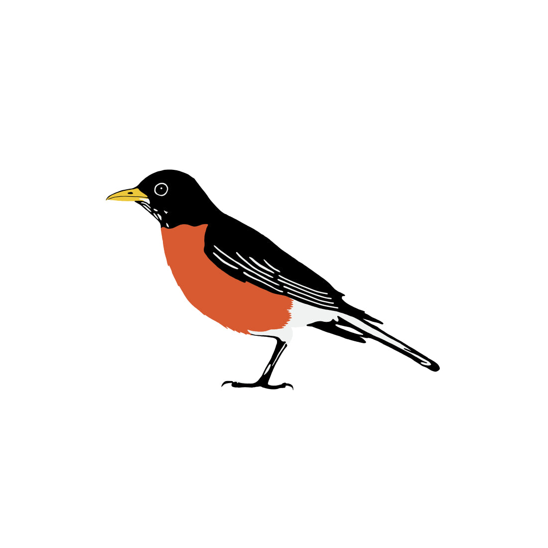 American Robin