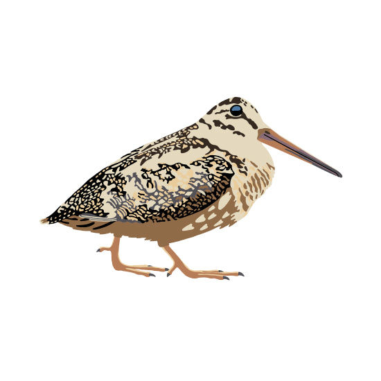 American Woodcock
