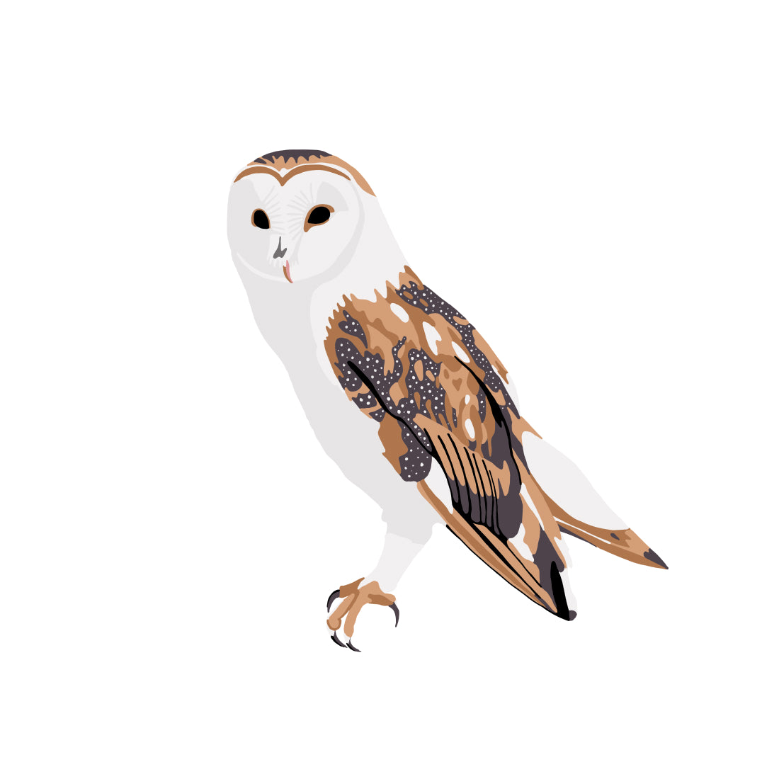 Barn Owl