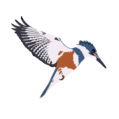 Belted Kingfisher
