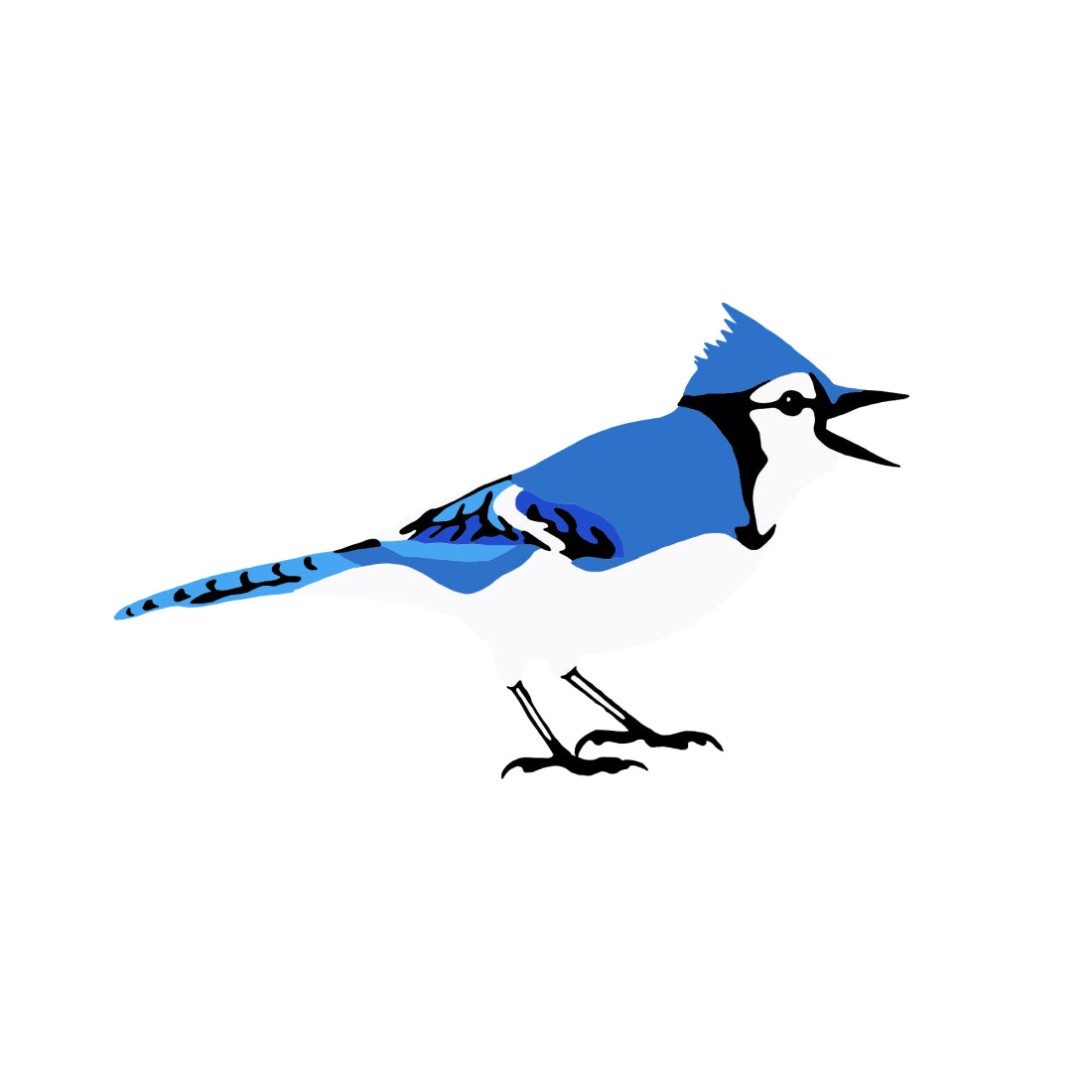 Blue Jay