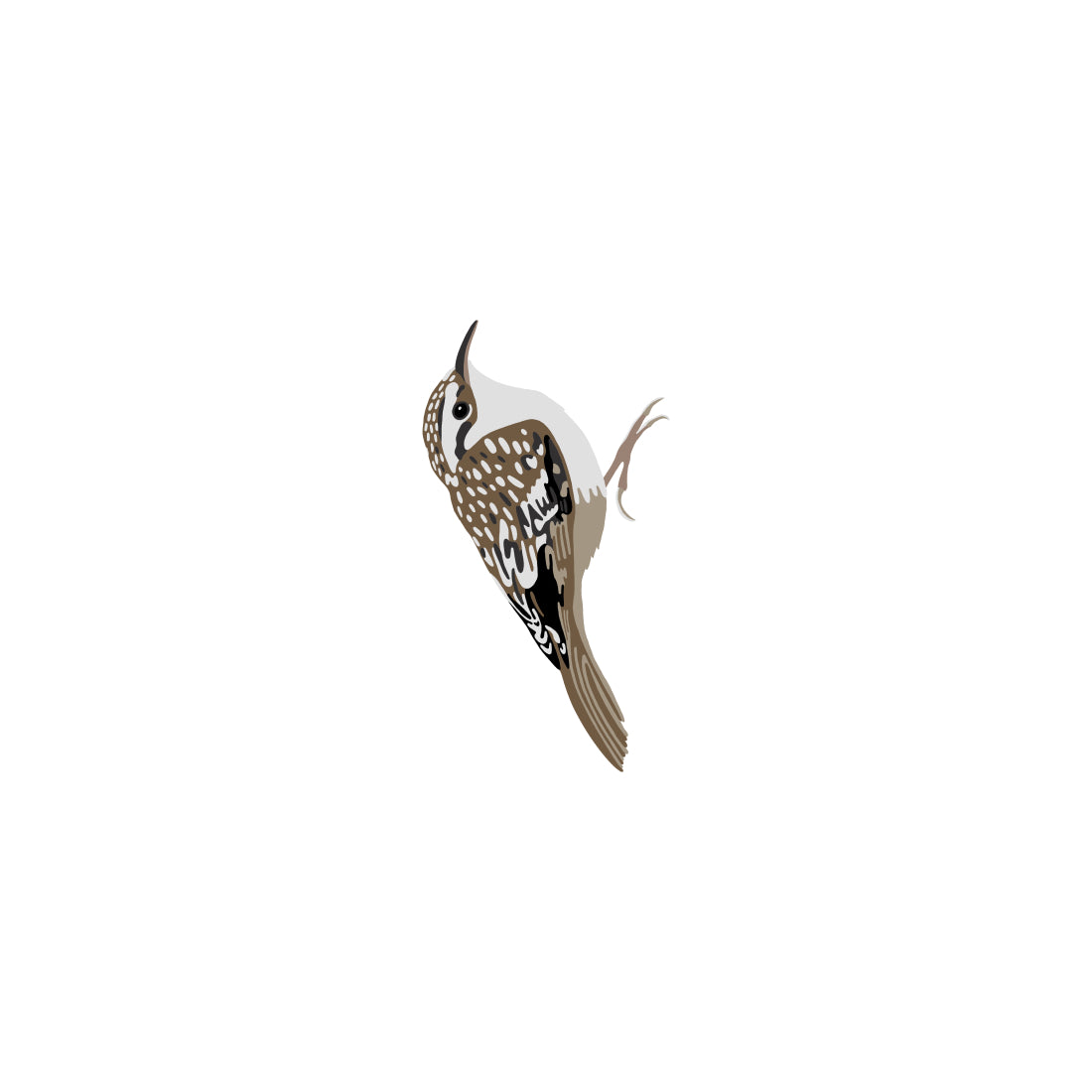 Brown Creeper
