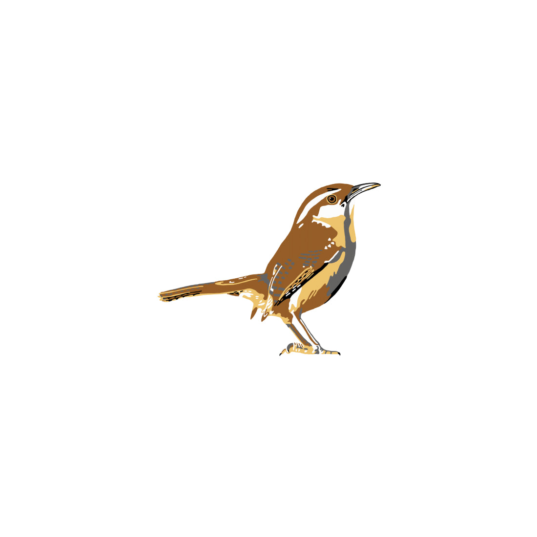 Carolina Wren