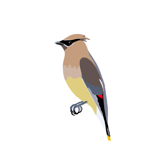 Cedar Waxwing