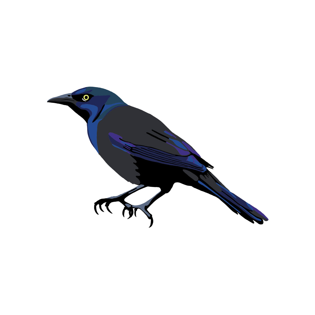 Common Grackle