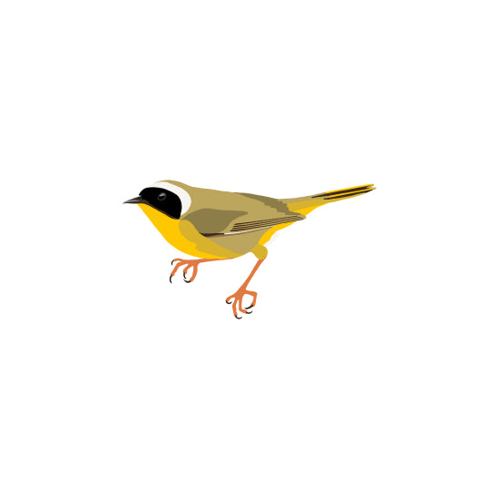 Common Yellowthroat