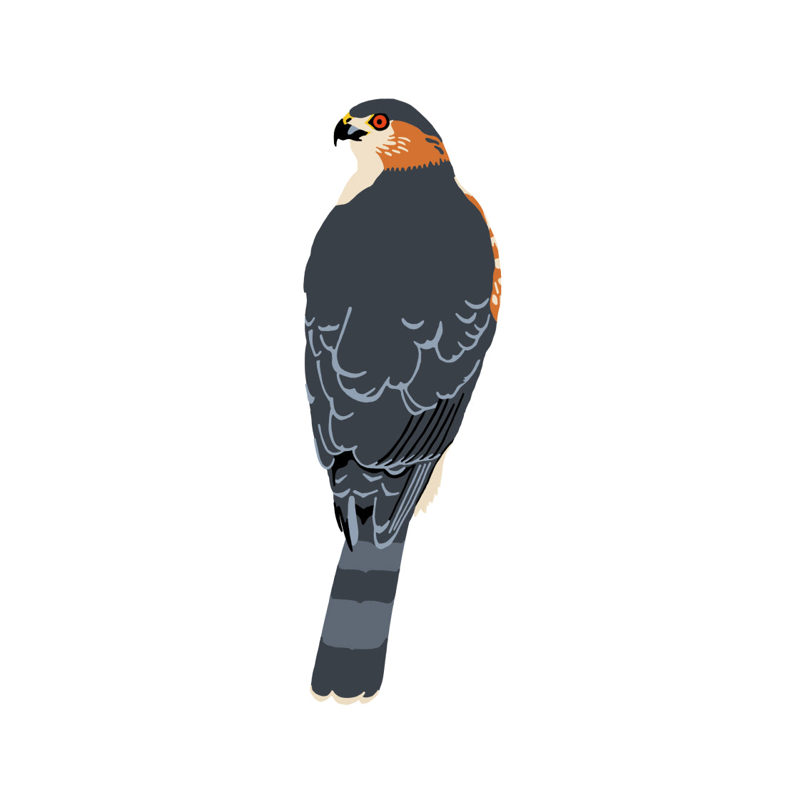Cooper's Hawk