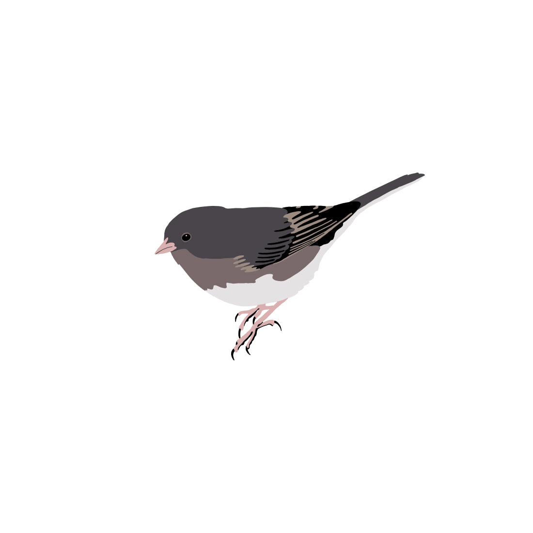 dark-eyed junco