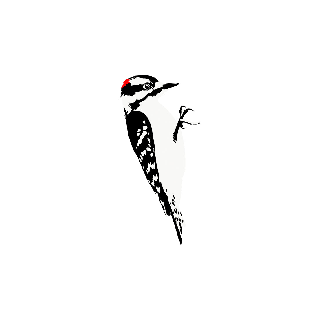 Downy Woodpecker