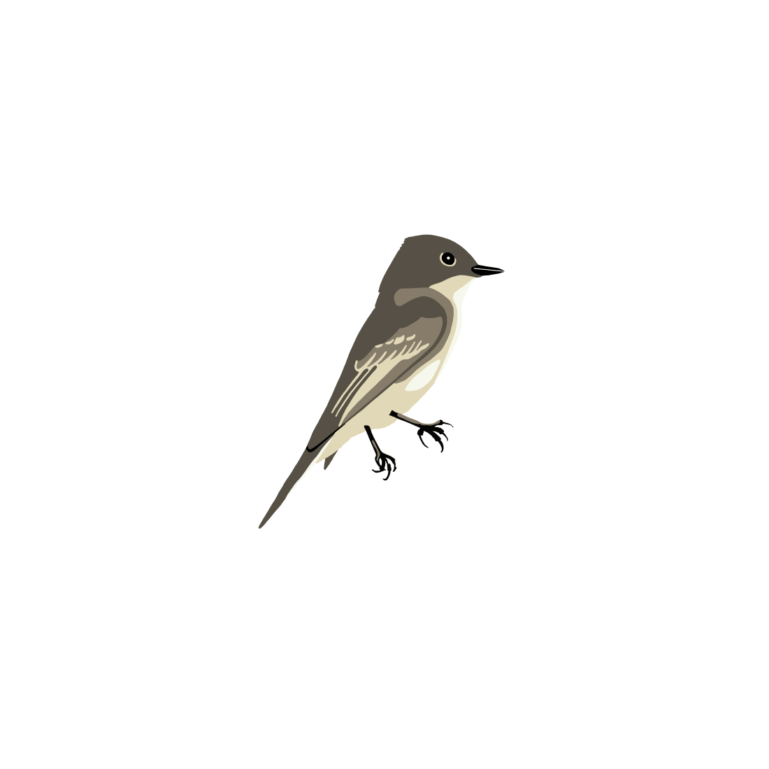 Eastern Phoebe