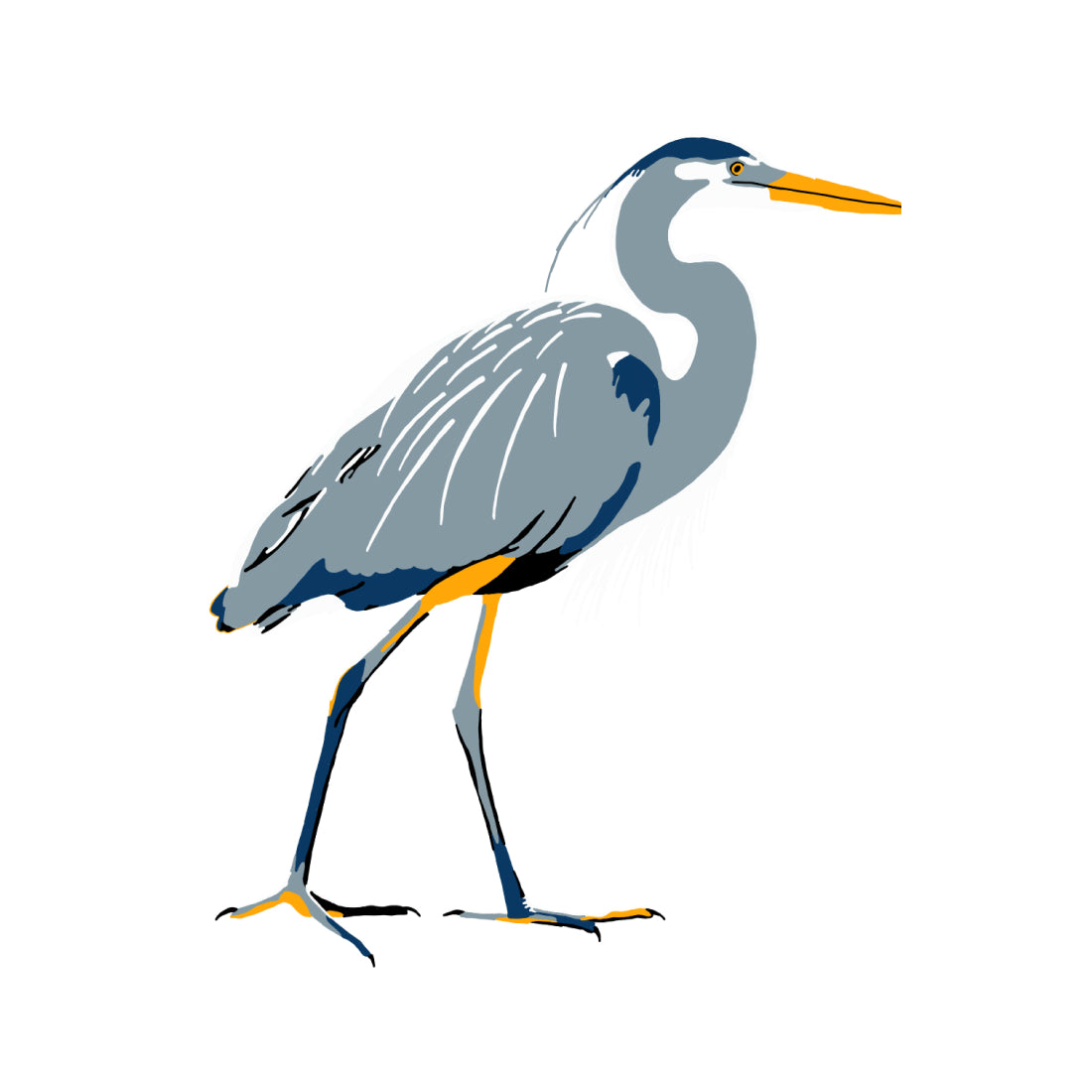 Great Blue Heron