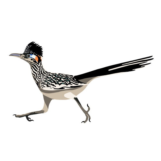 Greater Roadrunner