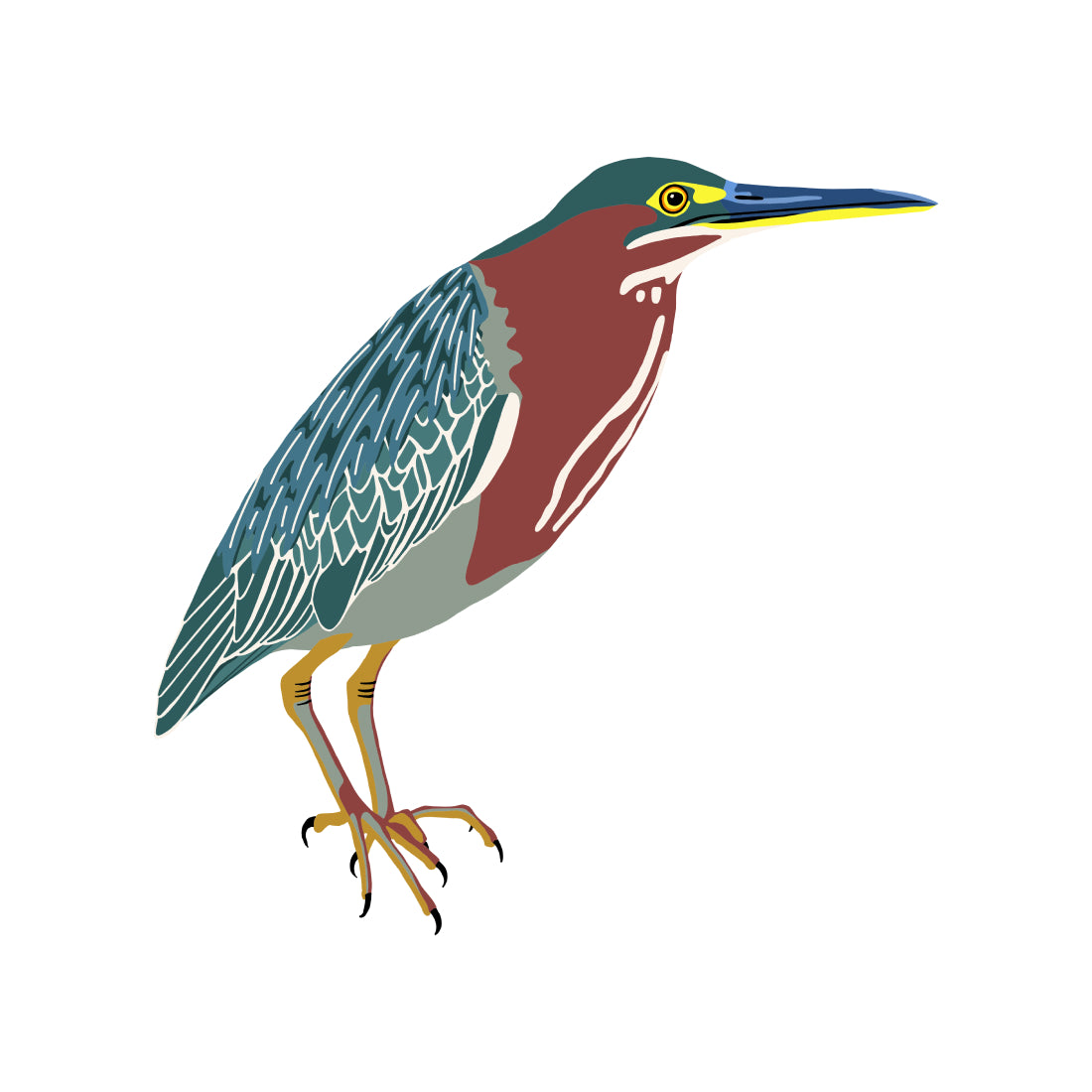 Green Heron