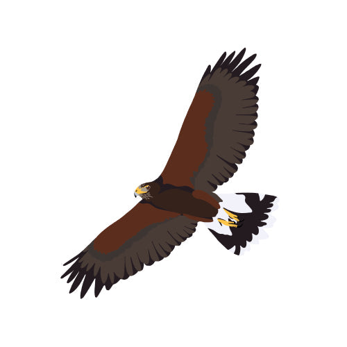Harris's Hawk