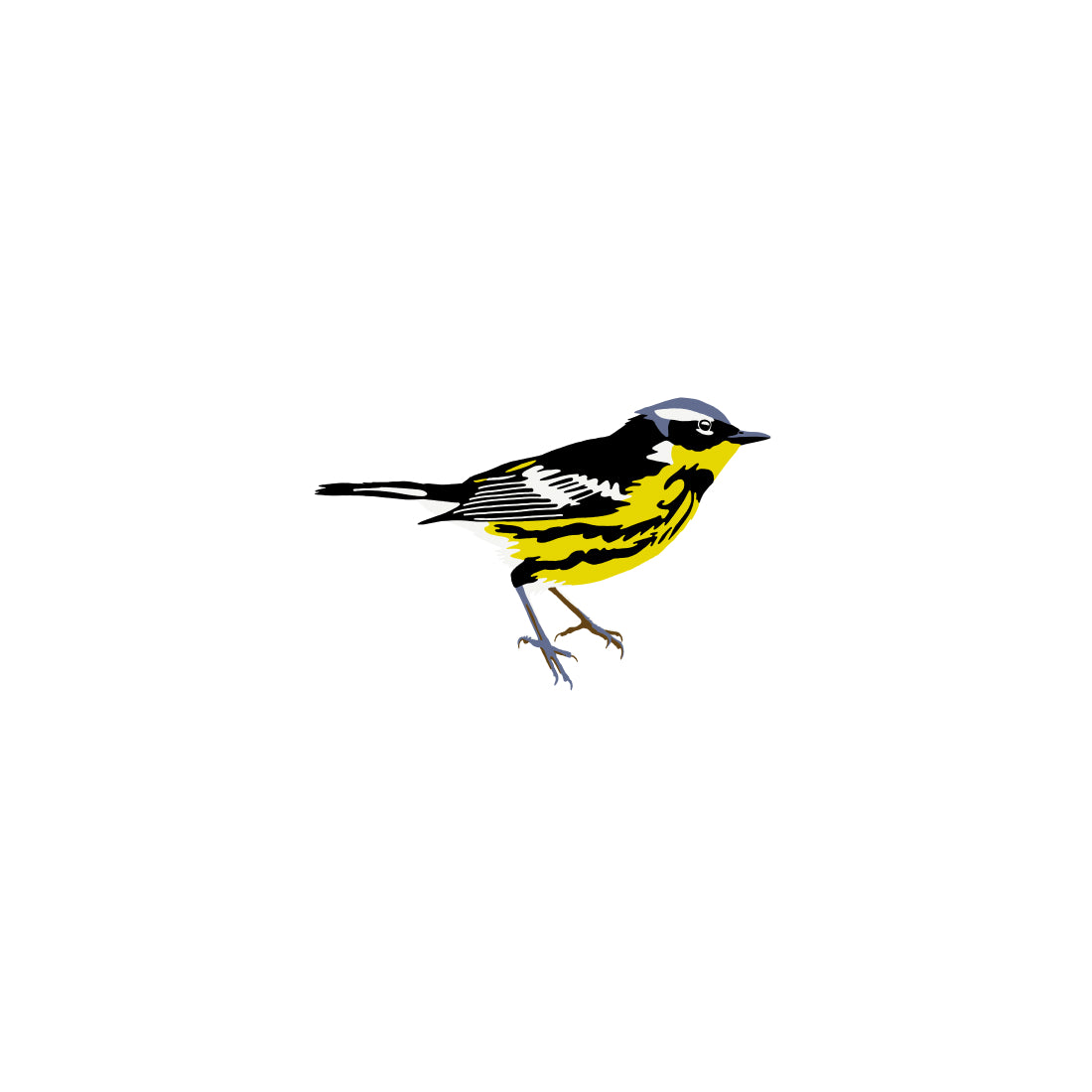 Magnolia Warbler
