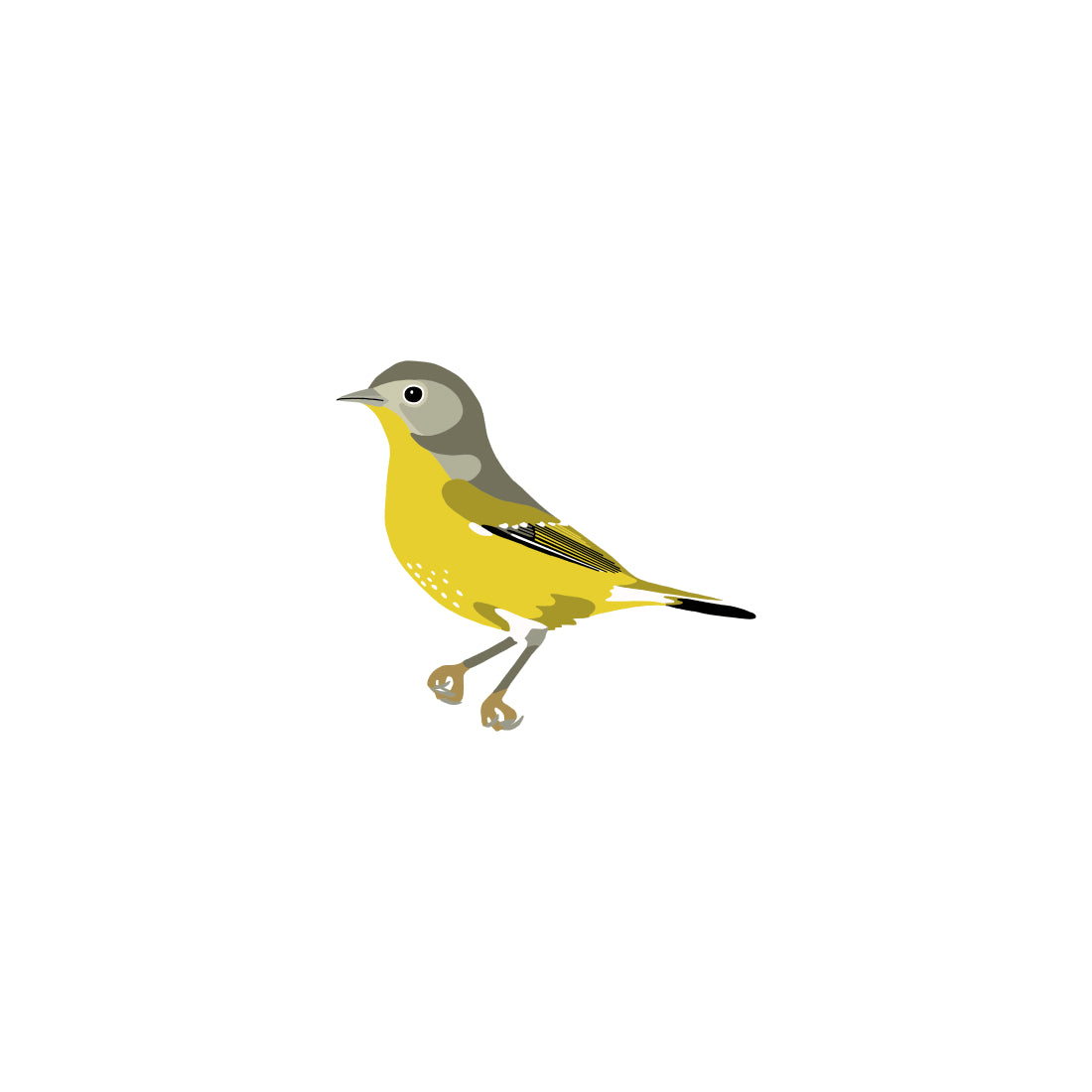 Nashville Warbler