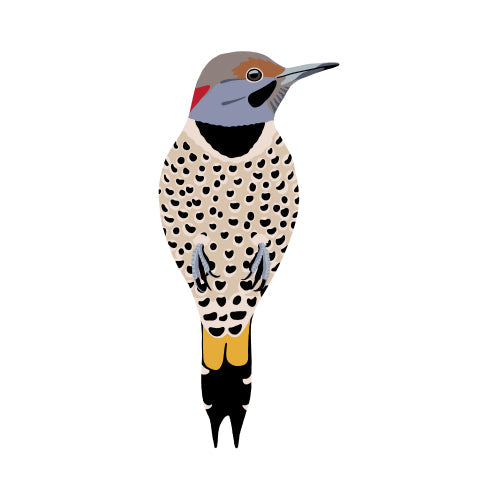 Northern Flicker