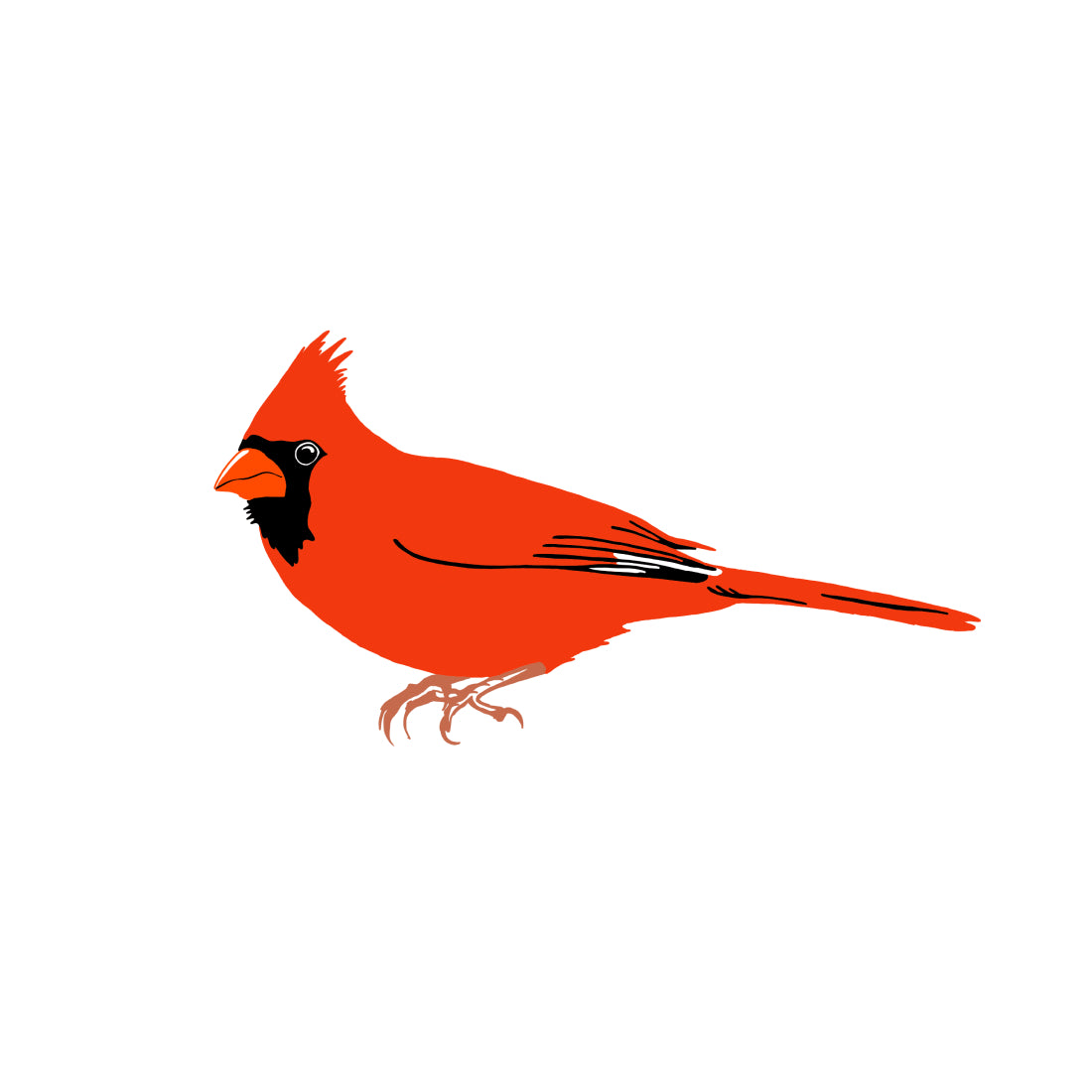 Northern Cardinal