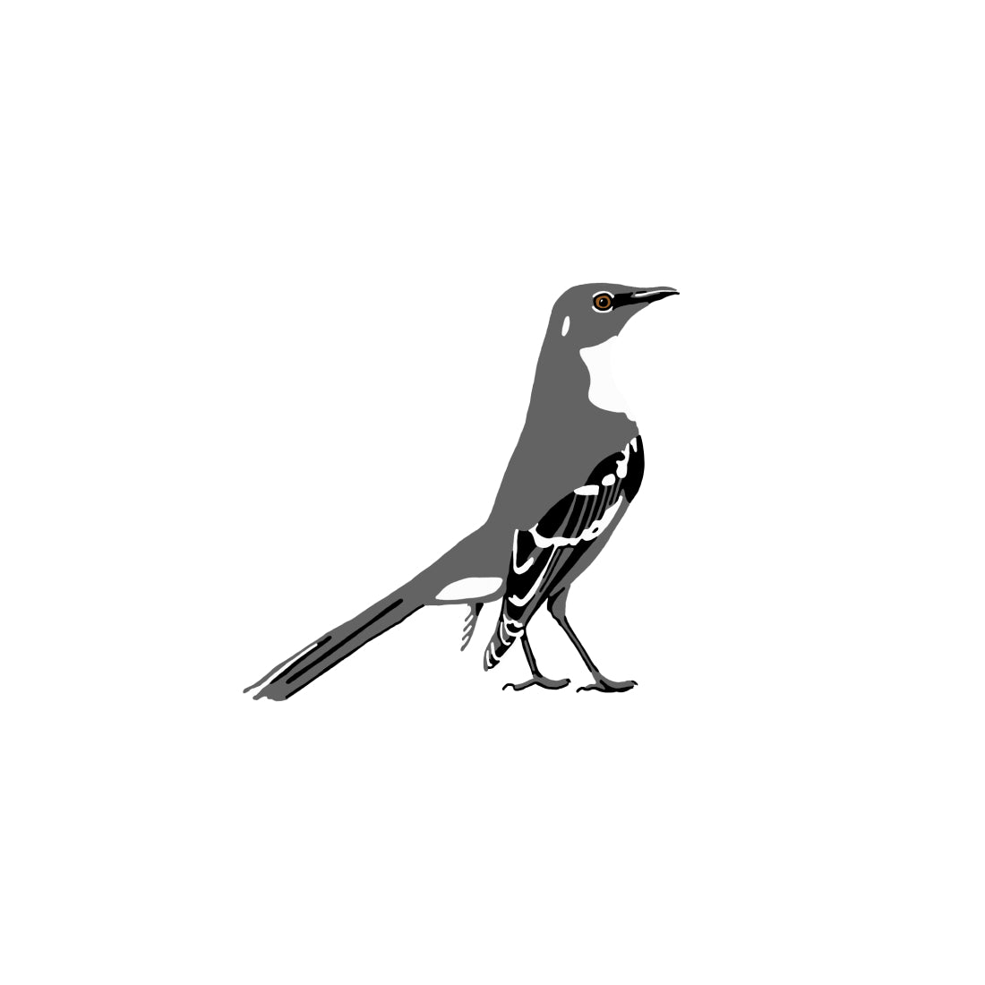 Northern Mockingbird
