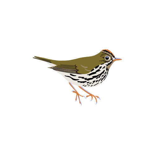Ovenbird