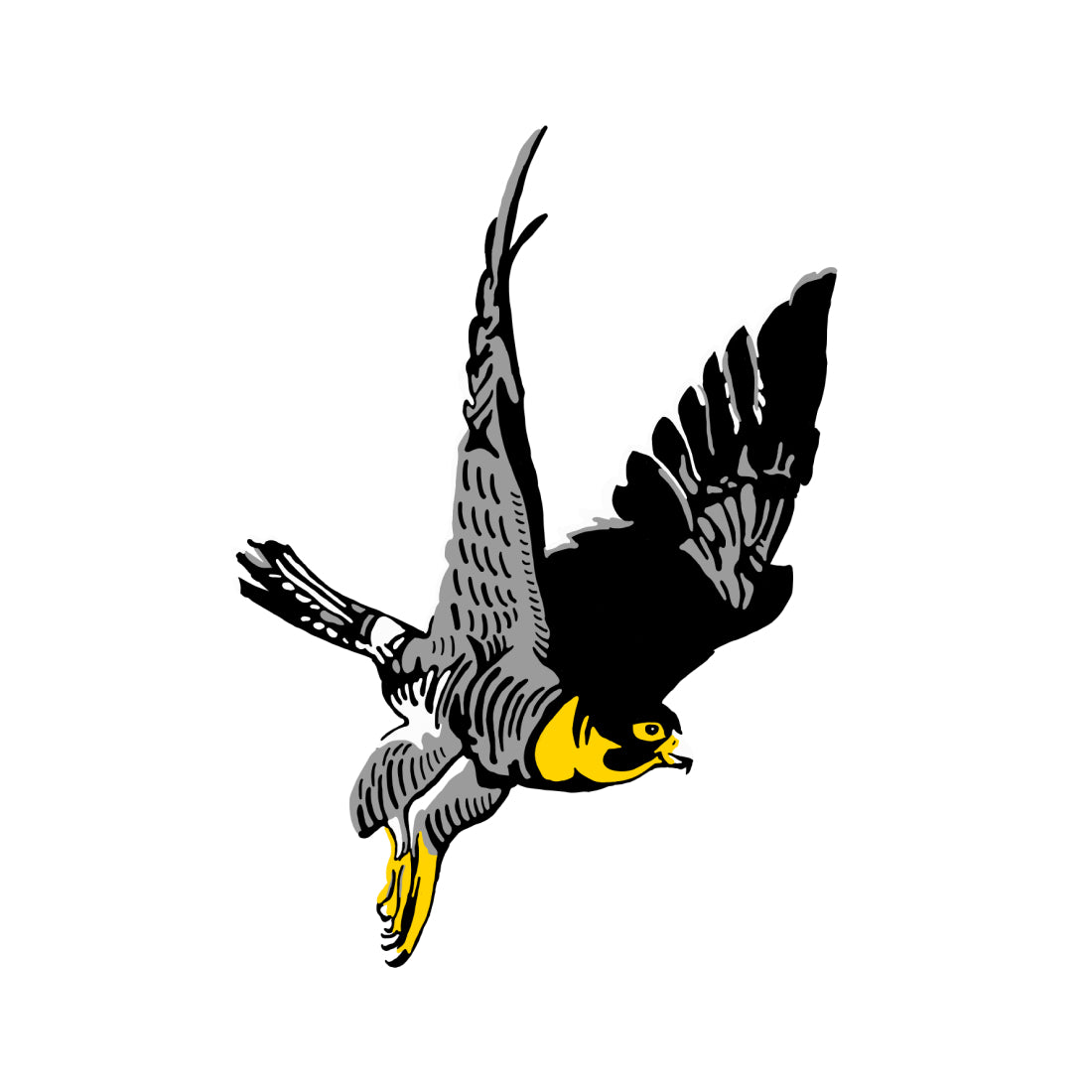Peregrine Falcon