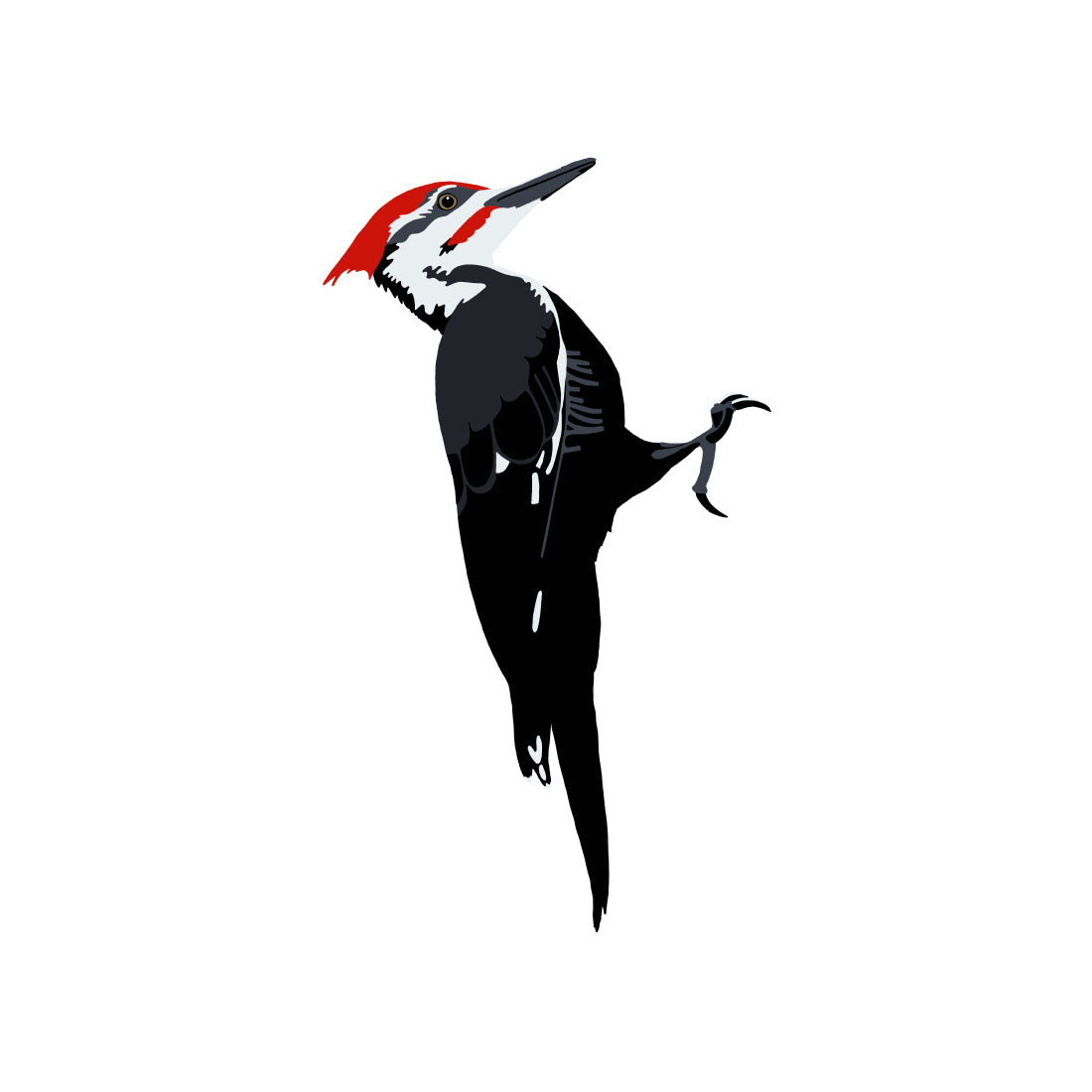 Pileated Woodpecker