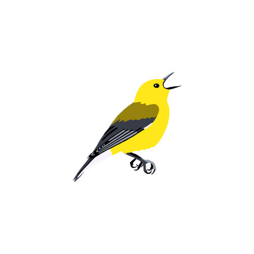 Prothonotary Warbler
