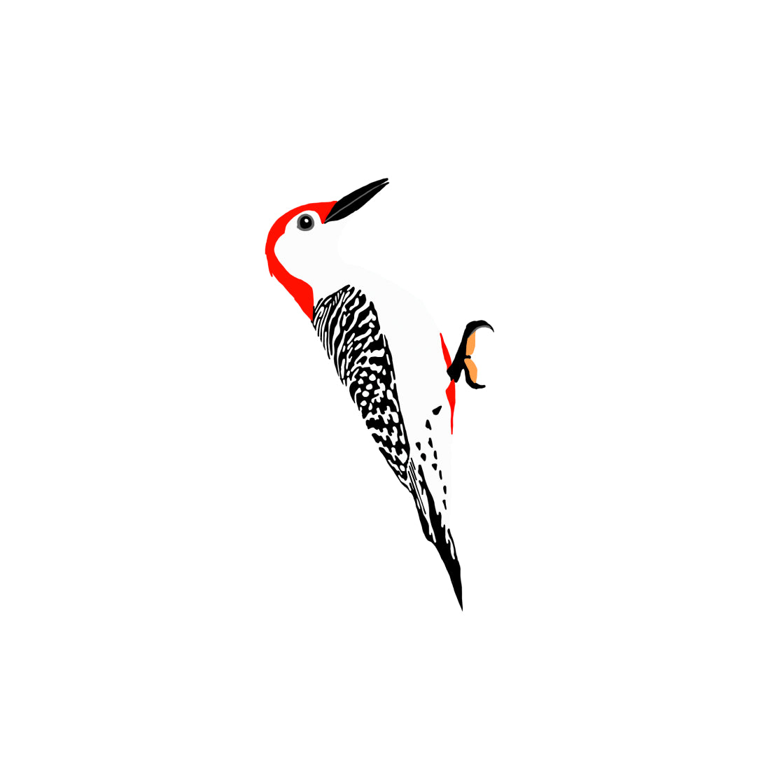 Red-bellied Woodpecker