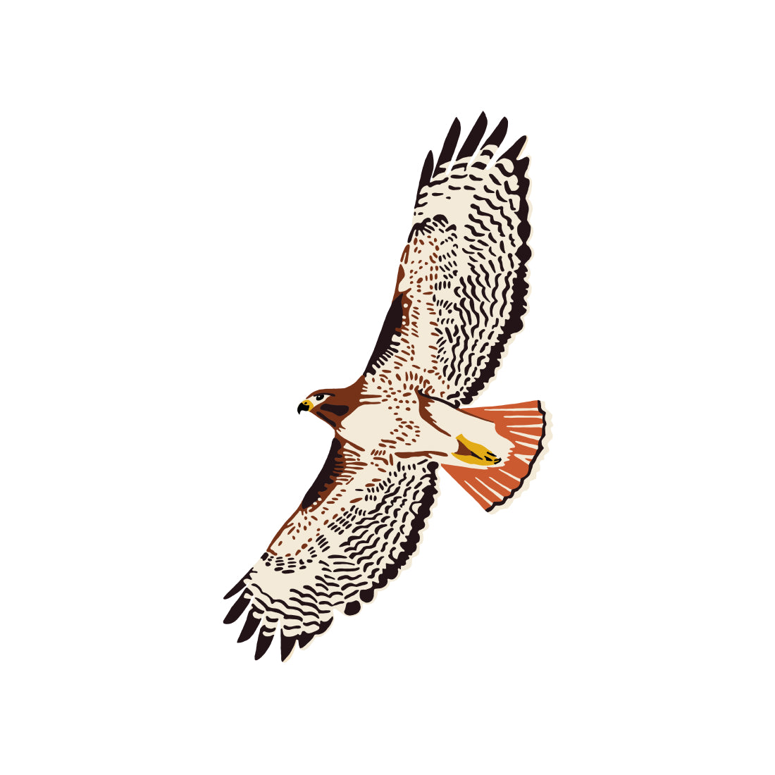Red-tailed Hawk