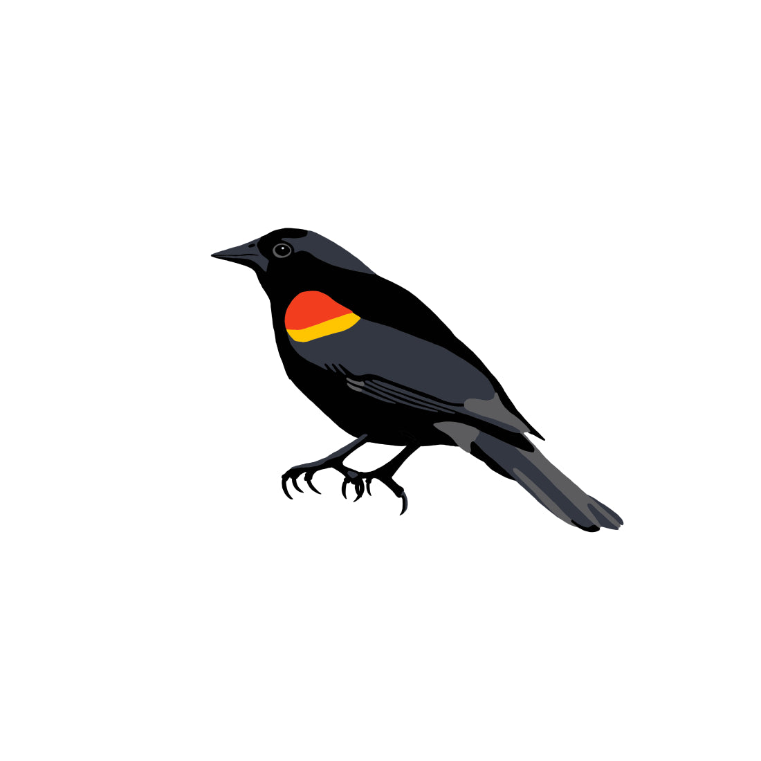 Red-winged Blackbird