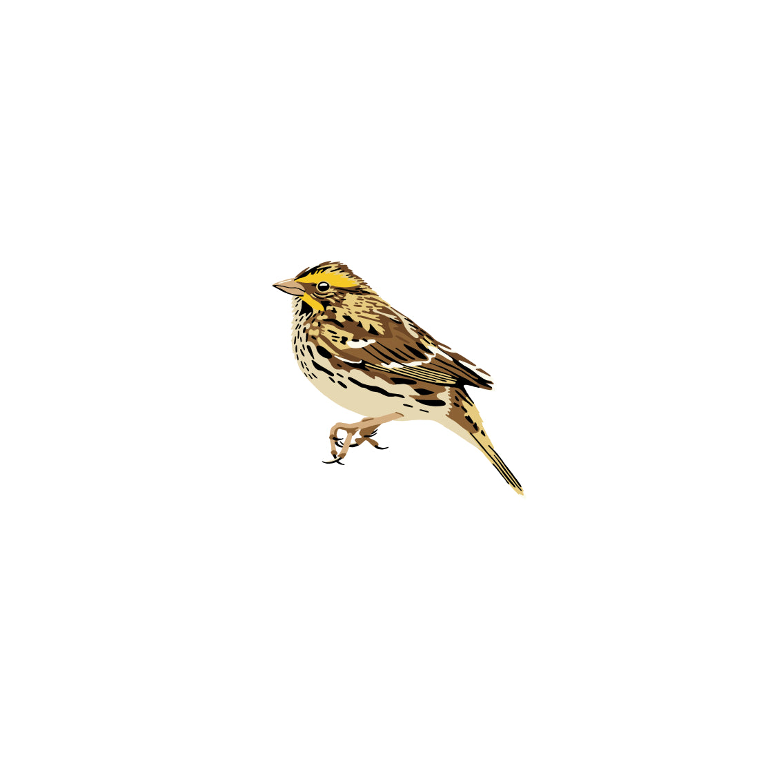 Savannah Sparrow