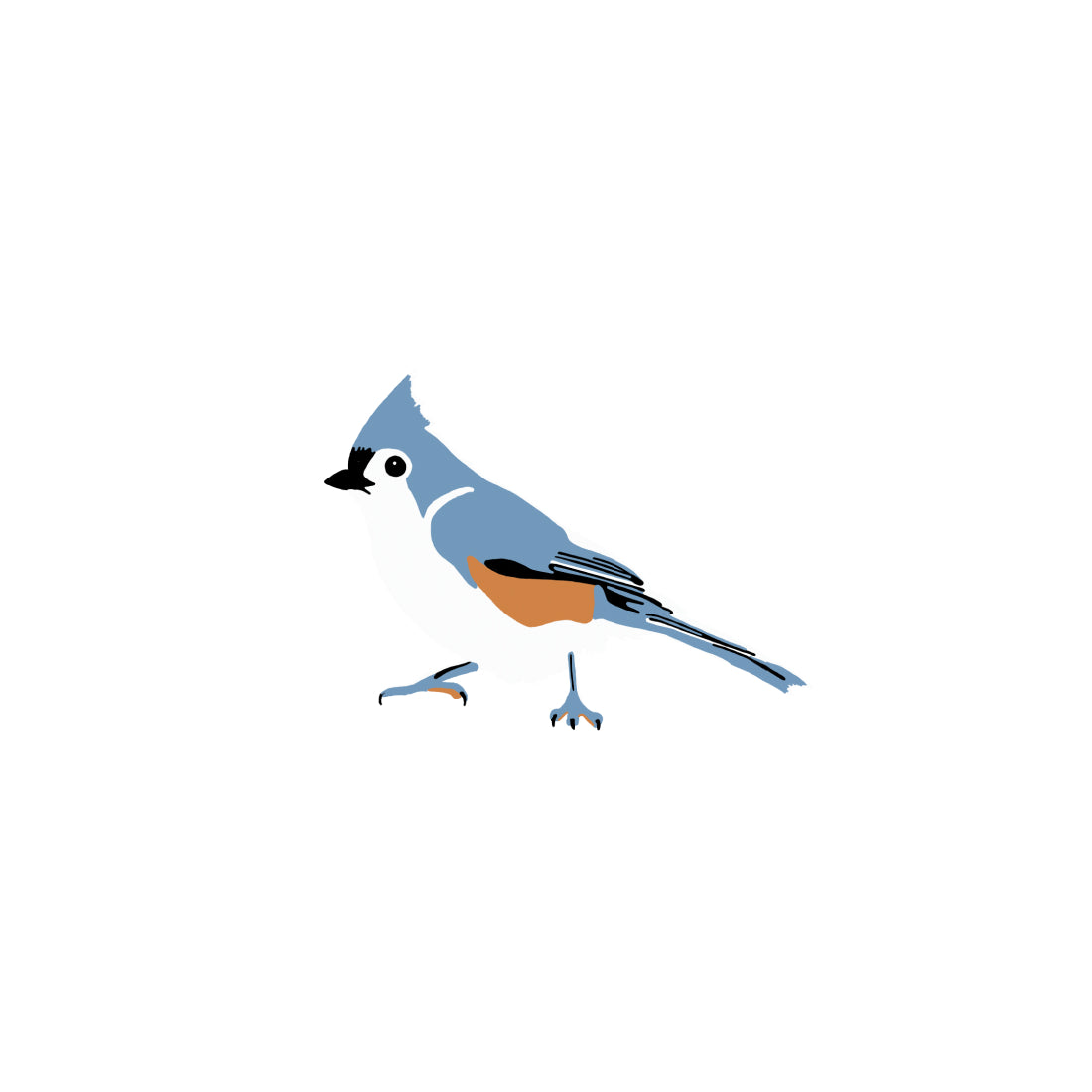 Tufted Titmouse